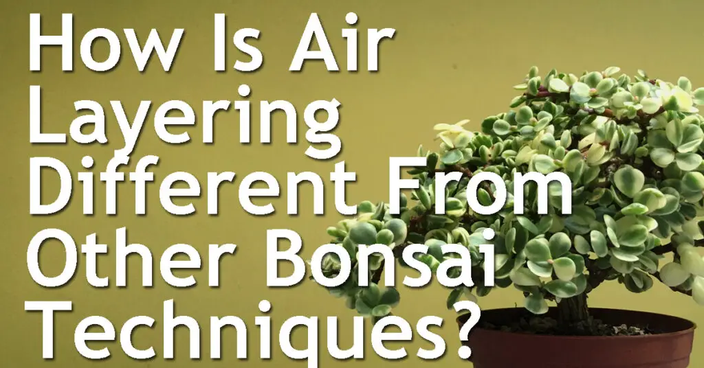 How Is Air Layering Different From Other Bonsai Techniques
