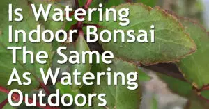 Is Watering Indoor Bonsai The Same As Watering Outdoors