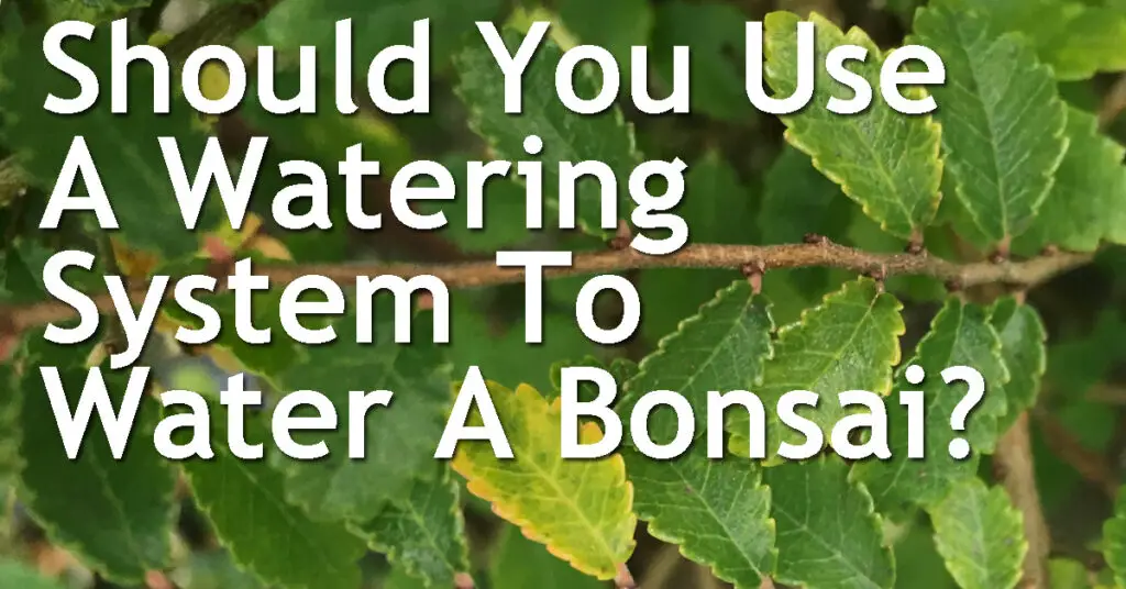 Should You Use A Watering System To Water A Bonsai