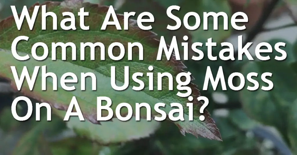 What Are Some Common Mistakes When Using Moss On A Bonsai? 3 What Are Some Common Mistakes When Using Moss On A Bonsai