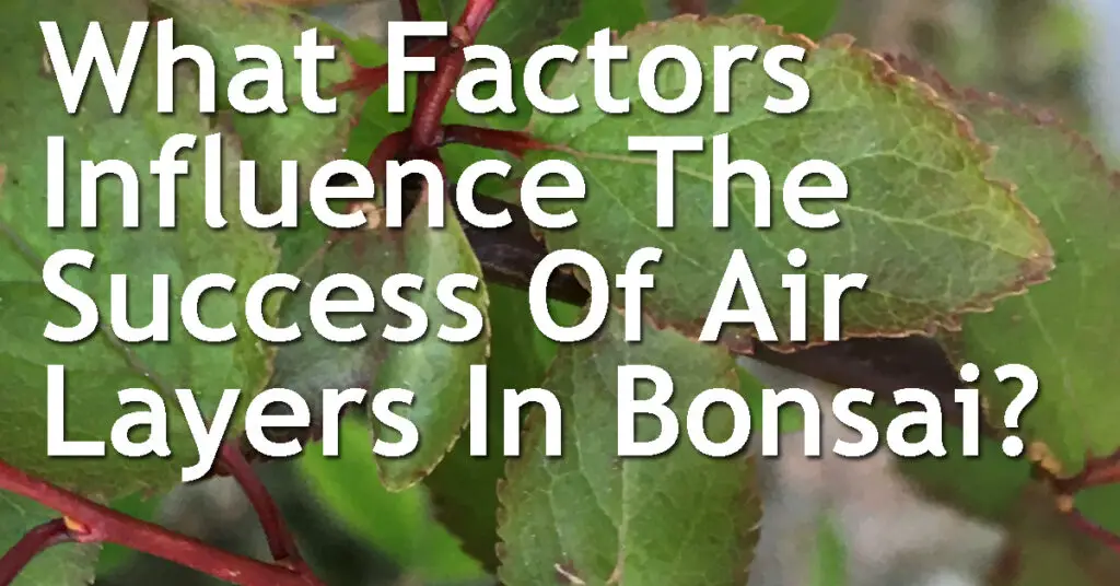 What Factors Influence The Success Of Air Layers In Bonsai