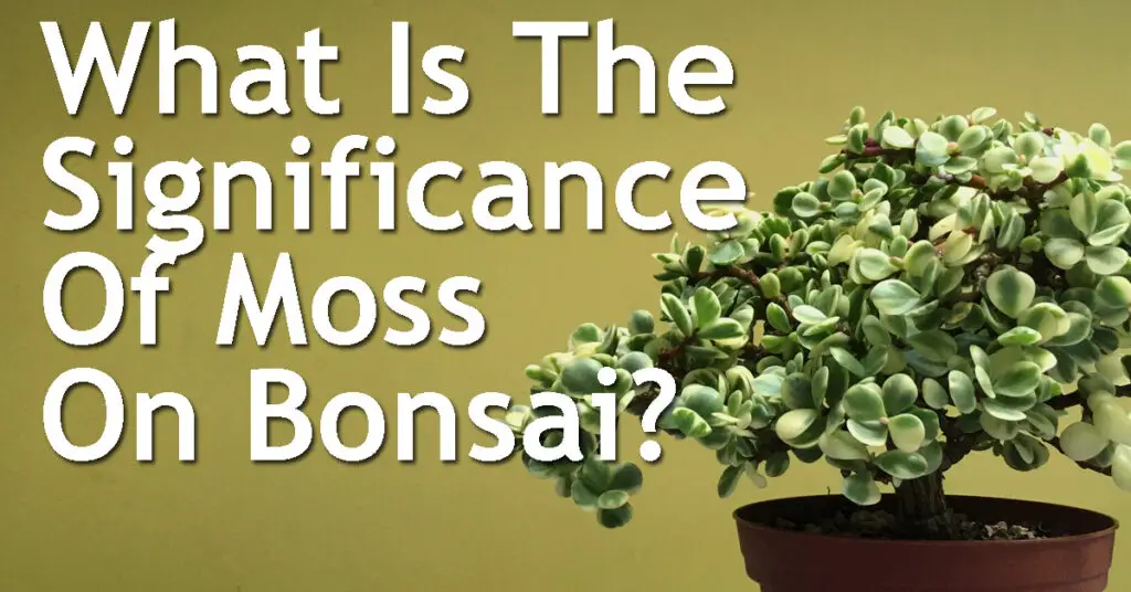 What Is The Significance Of Moss On Bonsai