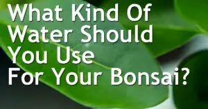 What Kind Of Water Should You Use For Your Bonsai