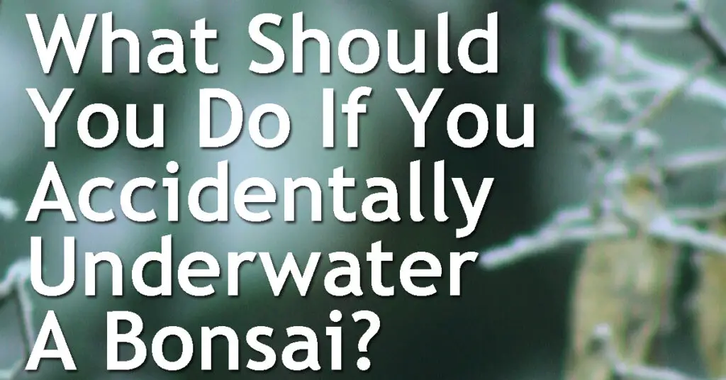 What Should You Do If You Accidentally Underwater A Bonsai
