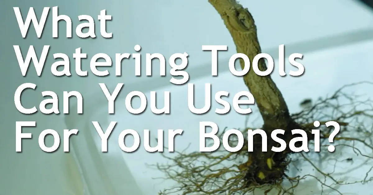 What Watering Tools Can You Use For Your Bonsai? Back Garden Bonsai