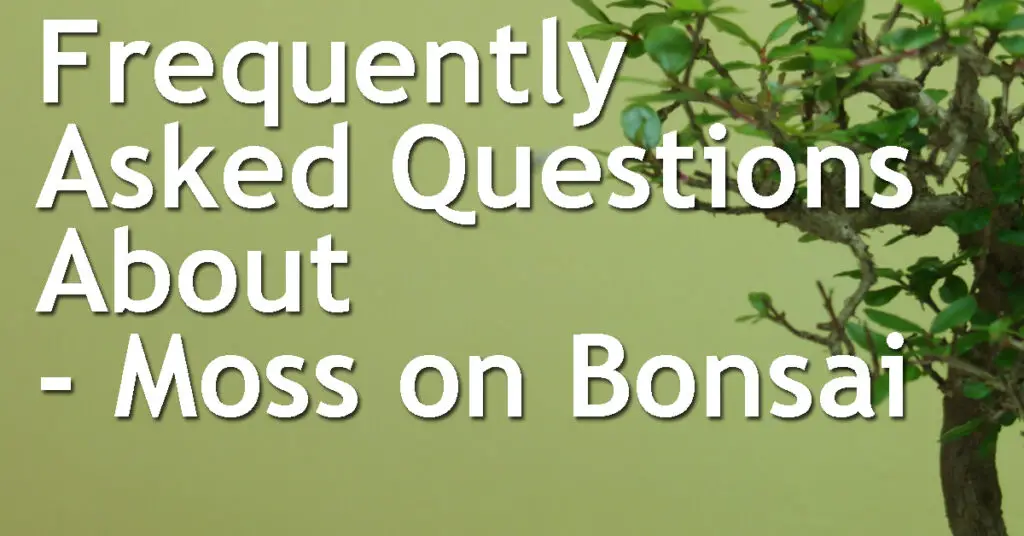 frequently asked questions Moss on Bonsai