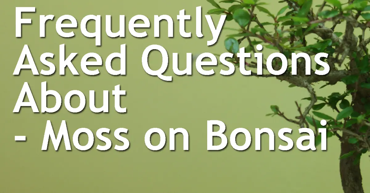 Frequently Asked Questions About Moss on Bonsai Back Garden Bonsai