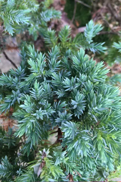 Pftitzer Juniper Bonsai Care 4 pftitzer juniper needles edited